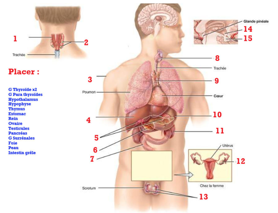 Système endocrinien 