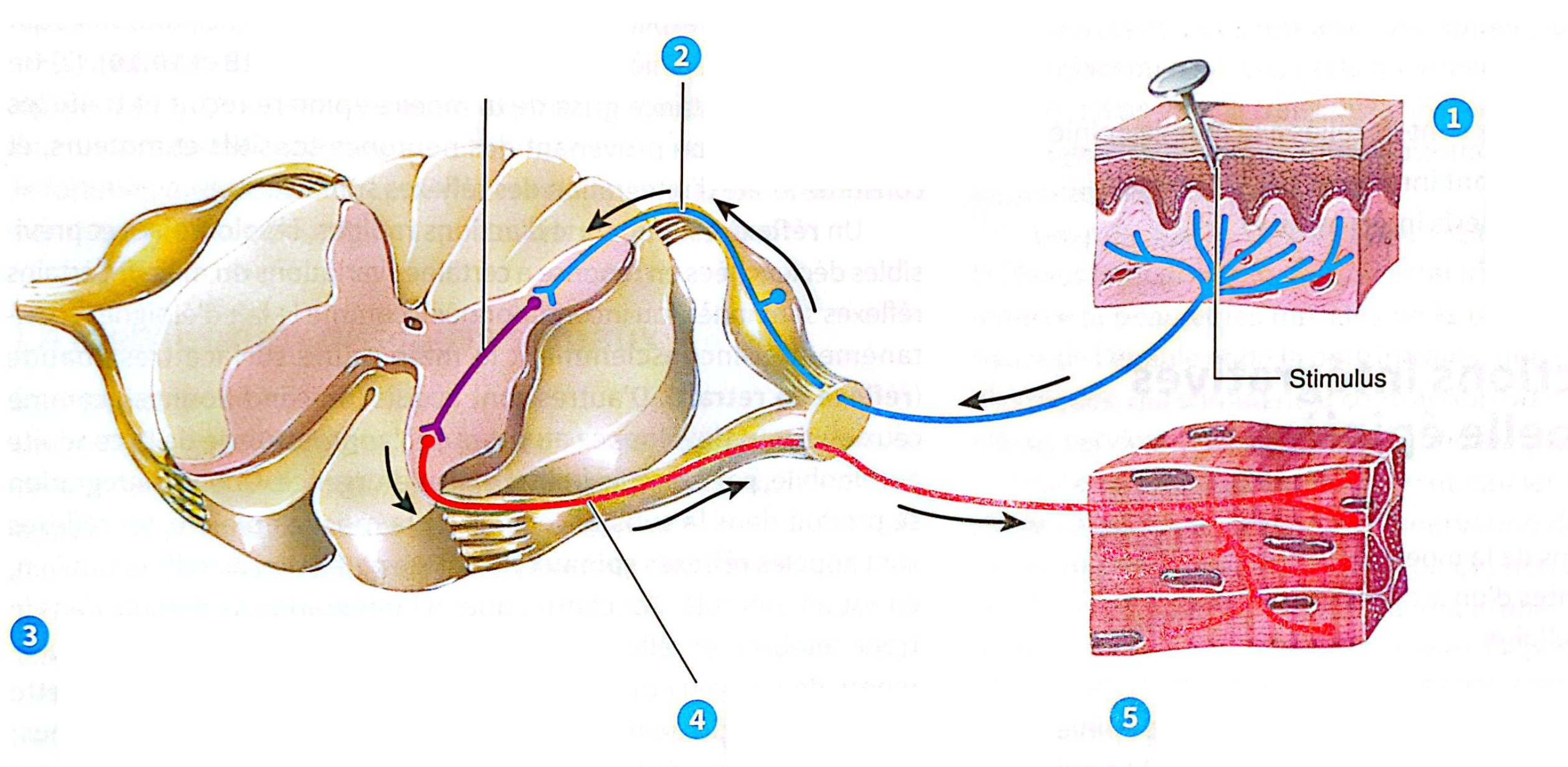 2.2 - Arc réflexe
