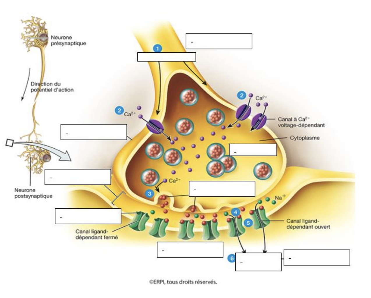 2.2 - Fentes synaptiques et fonctionnement inter-neurone