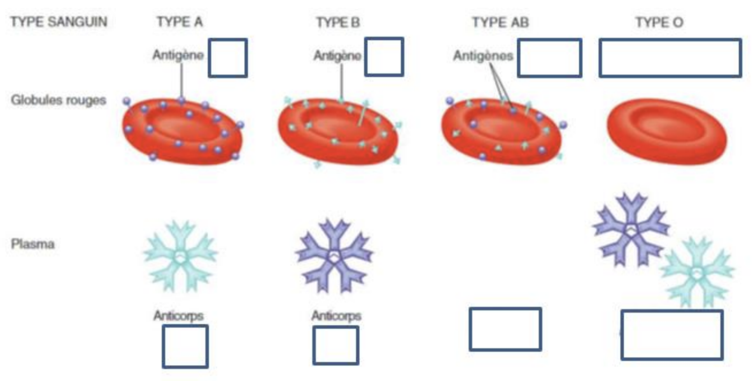 2.2 - Les phénotypages