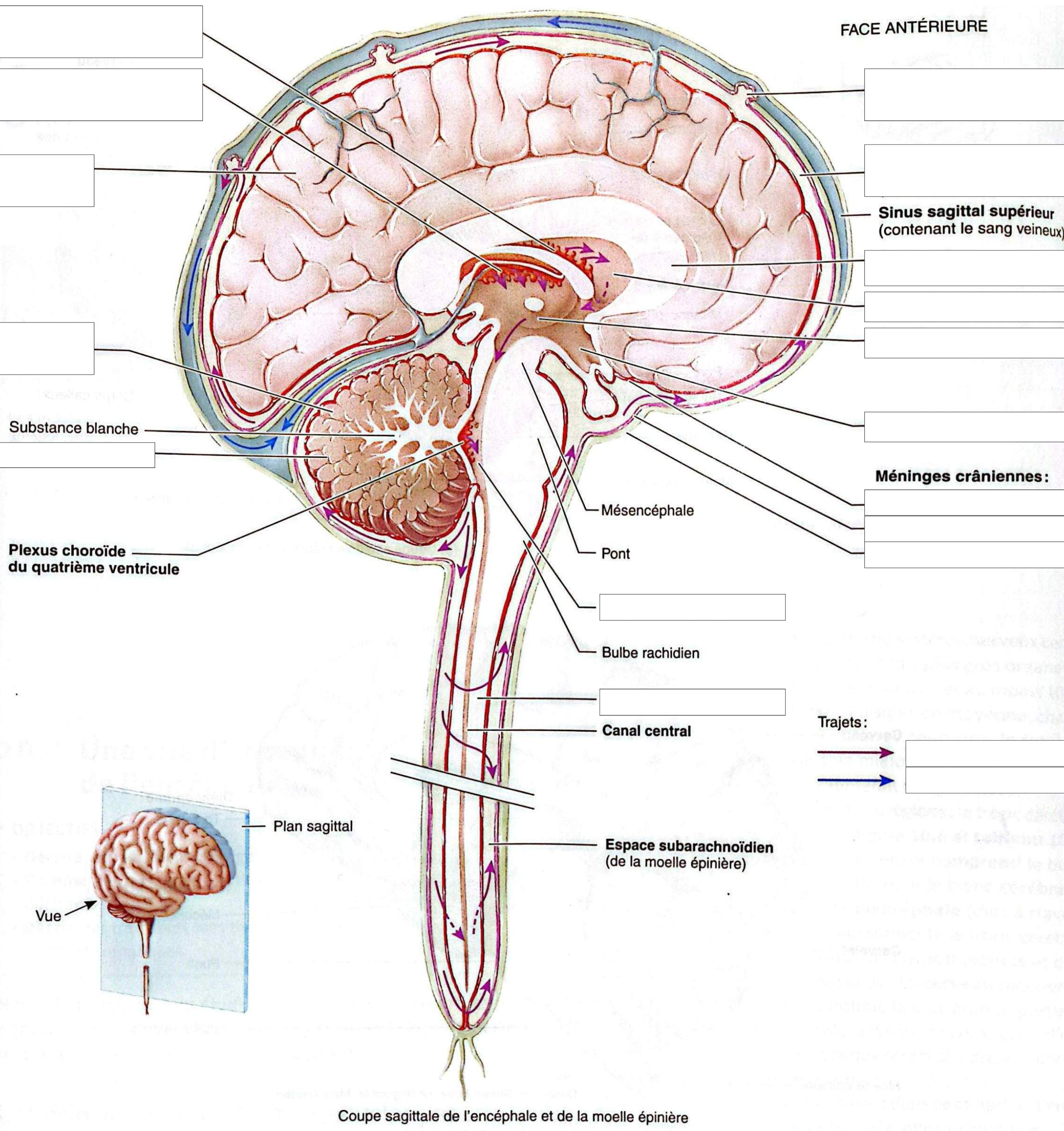 2.2 - Encéphale et moelle épinière
