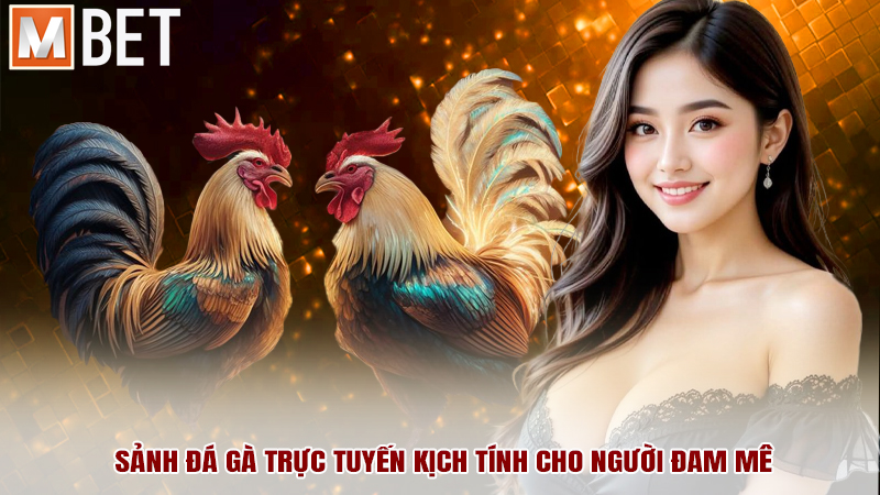 Sảnh đá gà trực tuyến kịch tính cho người đam mê