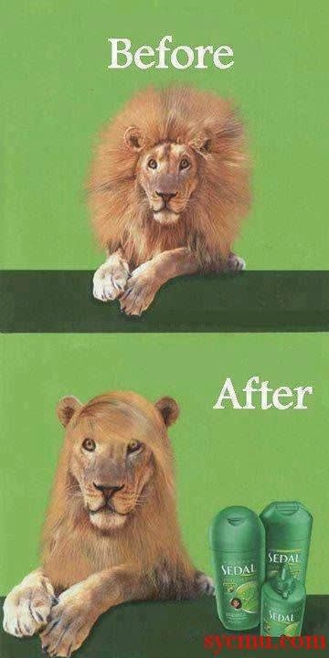 Funny lion using shampoo and straightening hair