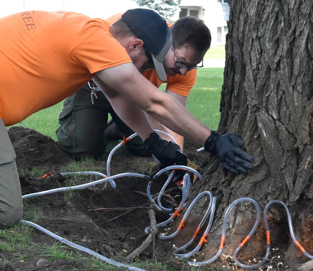 Prince Albert Protects 31 Historic Elms From Disease - Image 5