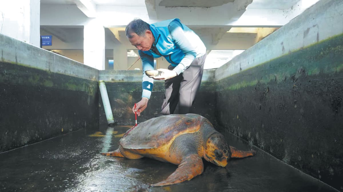 China Turtle Sanctuary Rescues 252 Sea Turtles in 17 Years - Image 2