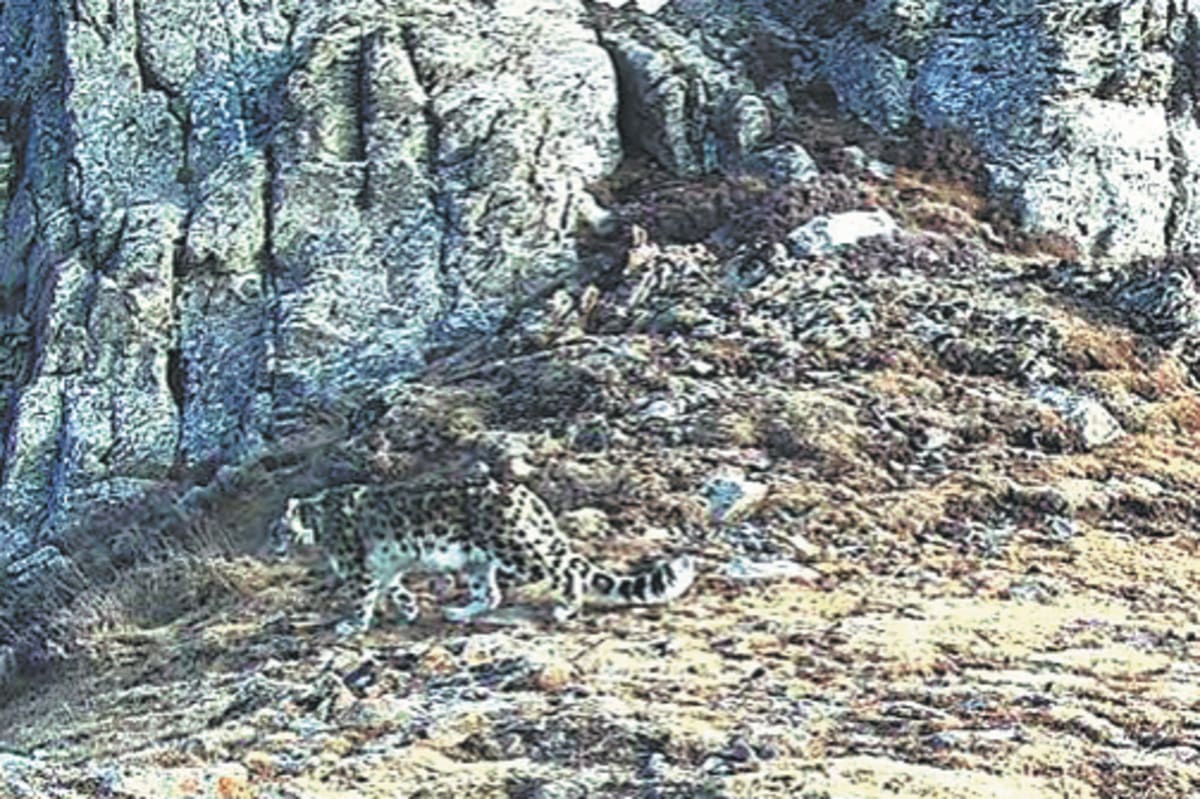 Wild Snow Leopard Cub Born in China After 70-Year Absence