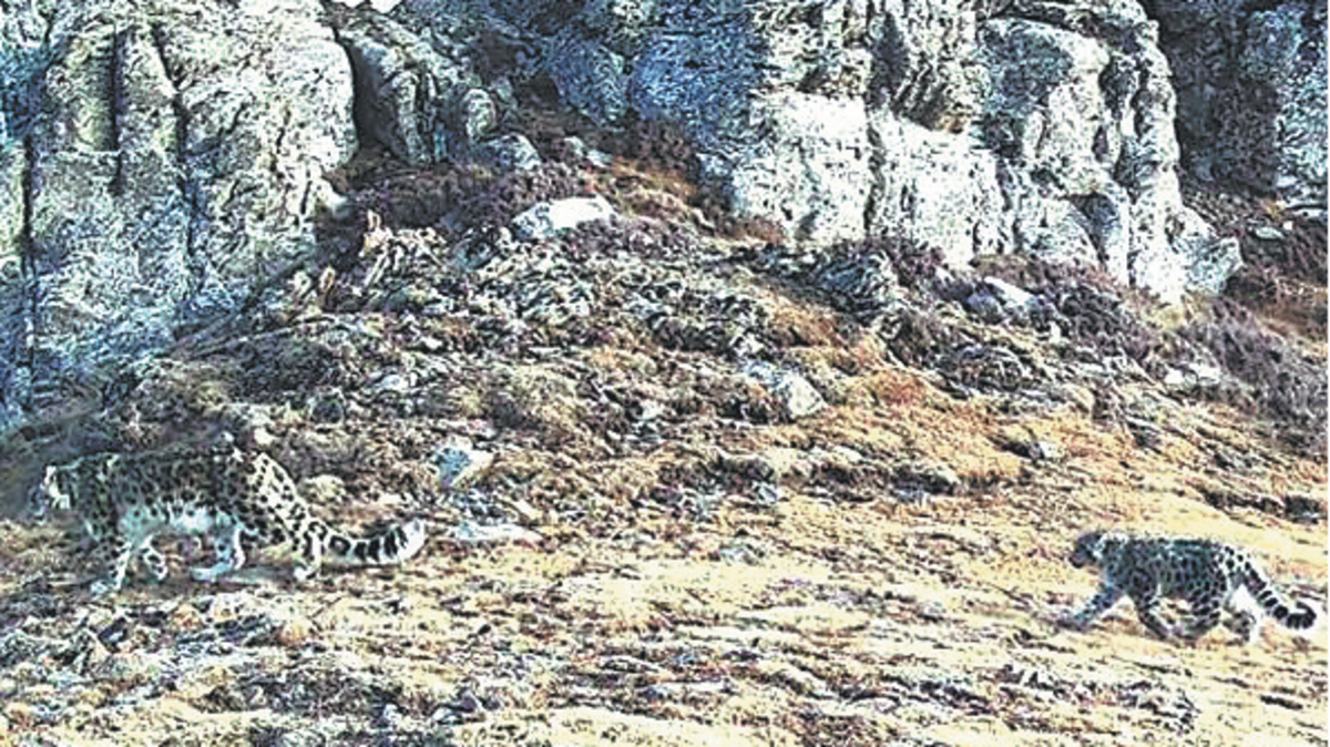 Wild Snow Leopard Cub Born in China After 70-Year Absence - Image 2