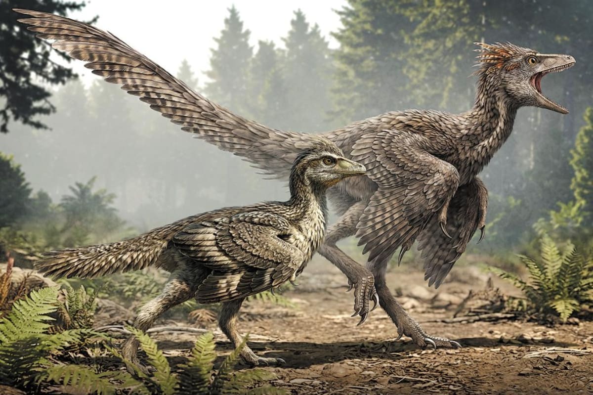 150-Million-Year-Old Fossil Solves Bird Tail Mystery