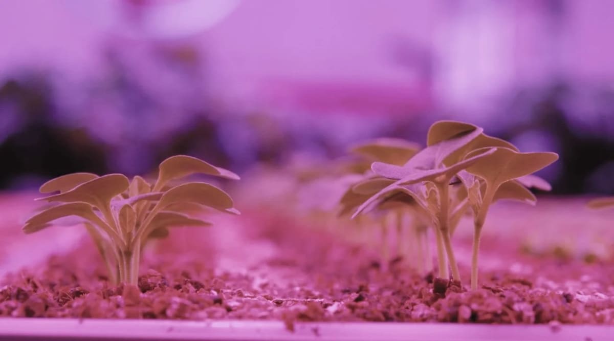 Rows of fresh green salad leaves growing under UV lights in vertical farming facility