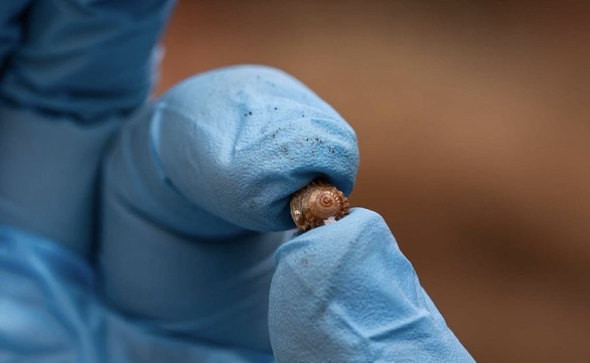 Tiny endangered land snails smaller than a fingernail being released on Portuguese island