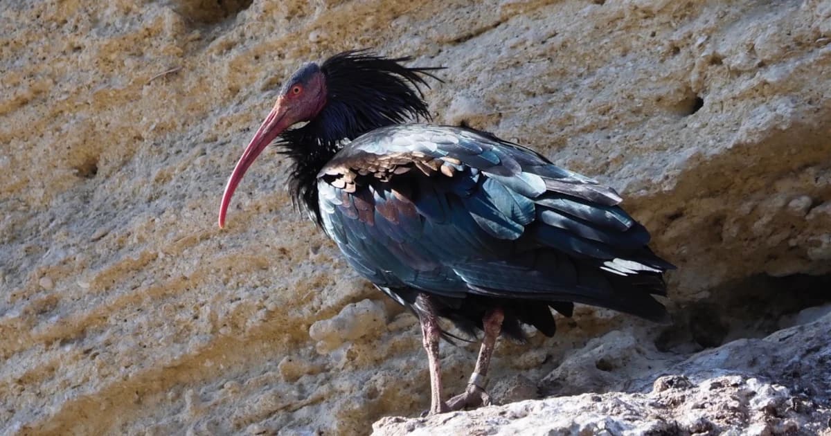 Northern Bald Ibis perched on rocky cliff near Vejer de la Frontera, Spain