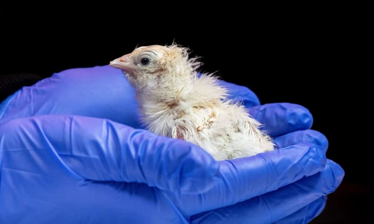 Artificial Egg Tech Could Save Endangered Birds