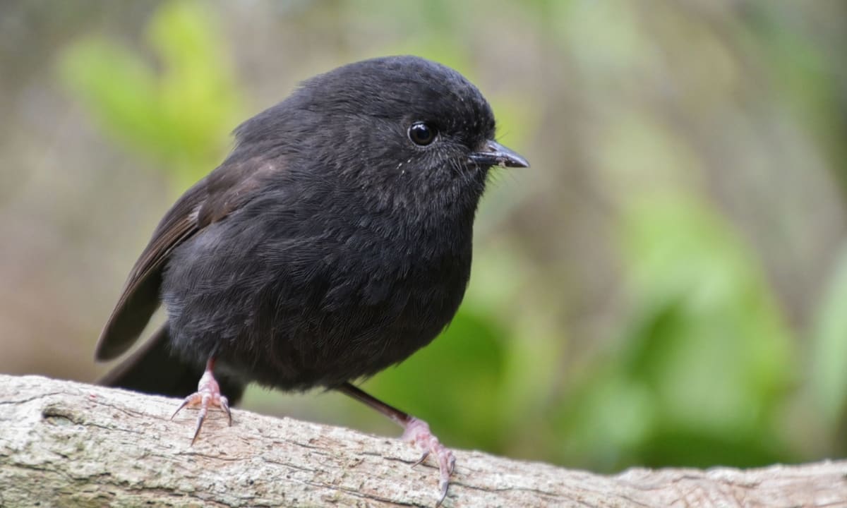 Small black karure robin perched on branch in Chatham Islands New Zealand nature reserve