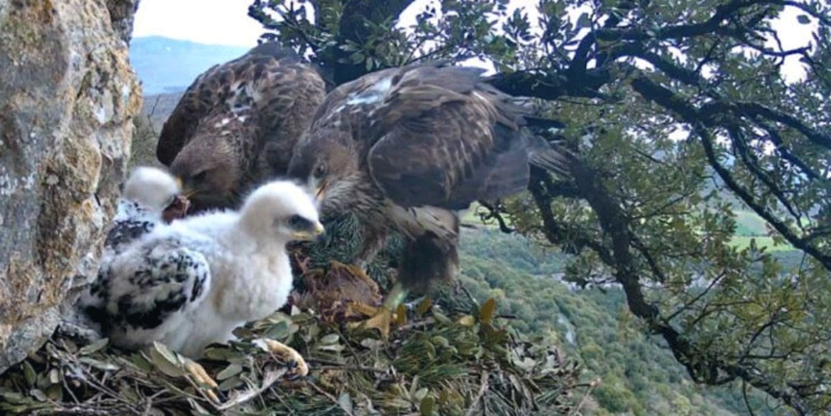 Two female Bonelli's Eagles perched together at their nest feeding young chicks in Spain
