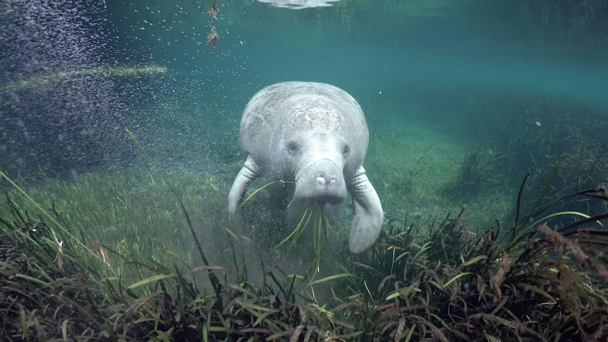 ** Florida manatee grazing on seagrass in crystal clear coastal waters