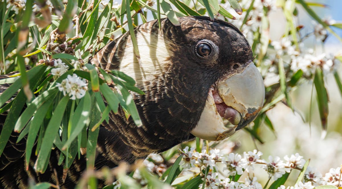 Volunteers planting Banksia seedlings in soil to provide food sources for endangered cockatoos