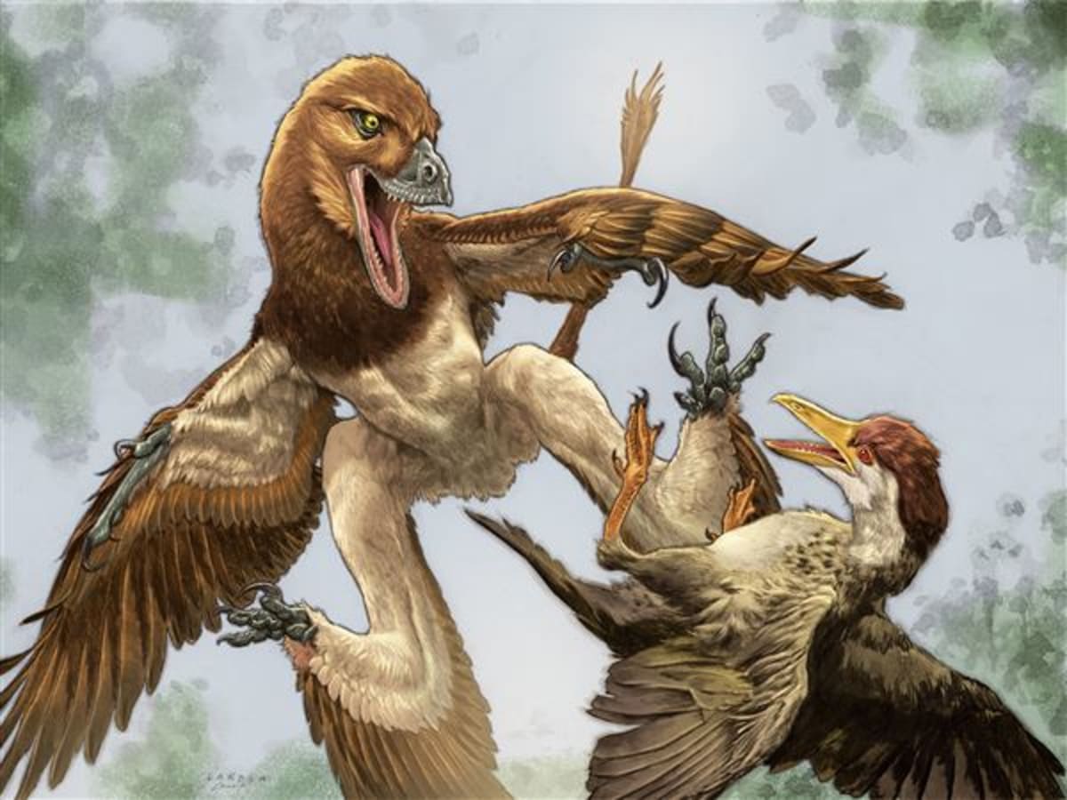 Pittsburgh Museum Finds Gliding Dinosaur in China - Image 2