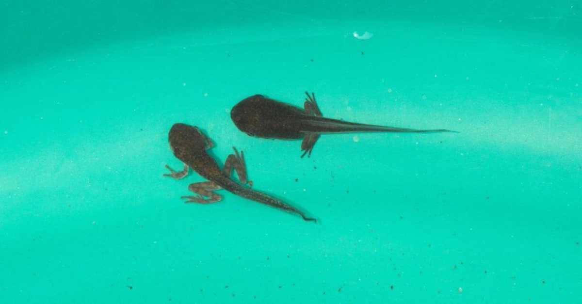 653 Endangered Frogs Released After California Wildfire - Image 3