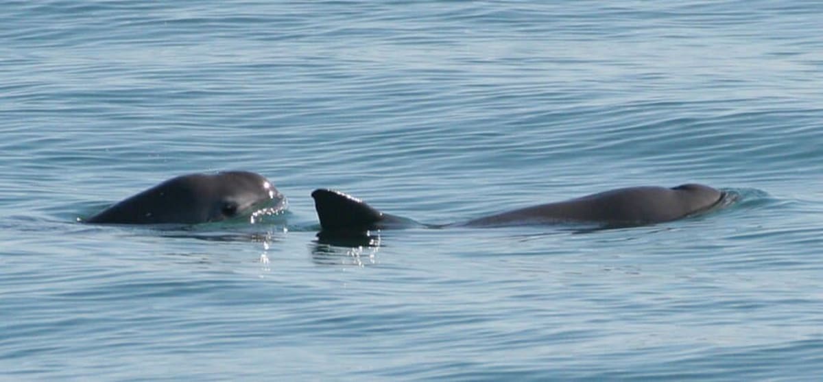 Scientists Create 3D Vaquita Skeleton to Save Rarest Porpoise - Image 3
