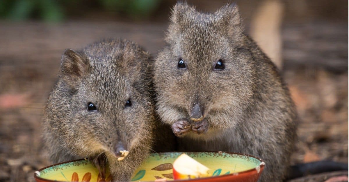 Scientists Use Poop DNA to Save World's Rarest Marsupial