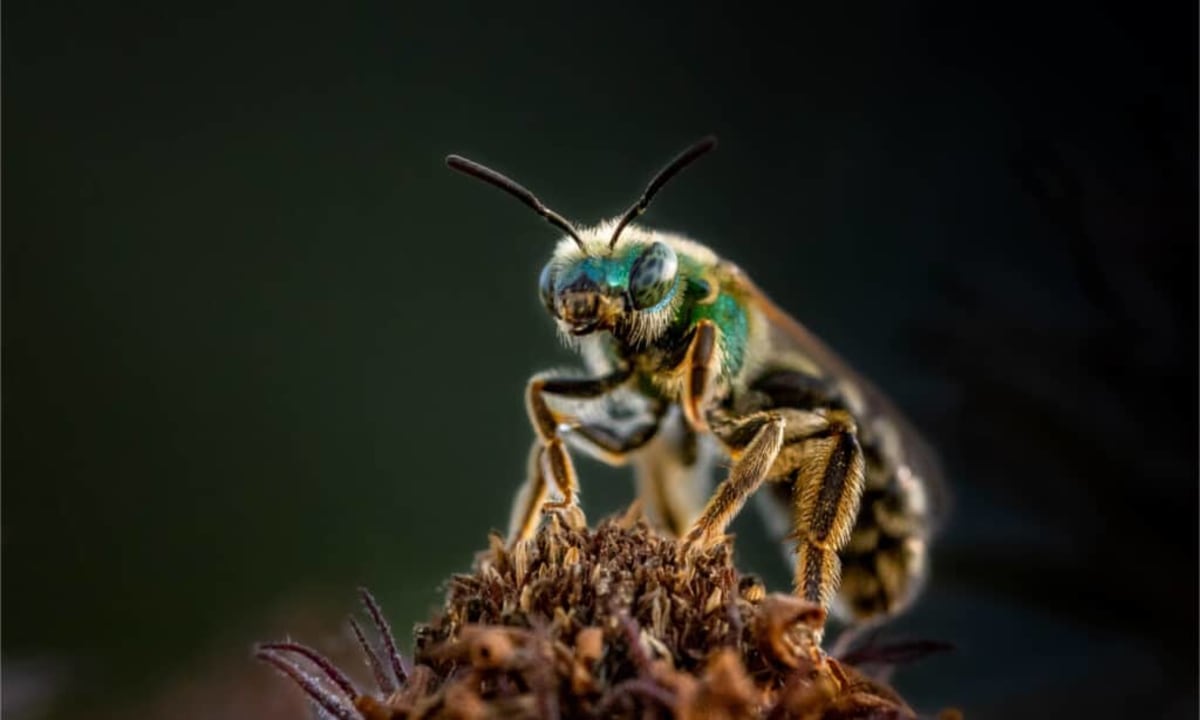 Ancient Bees Turned Fossil Bones Into Homes 20,000 Years Ago - Image 4