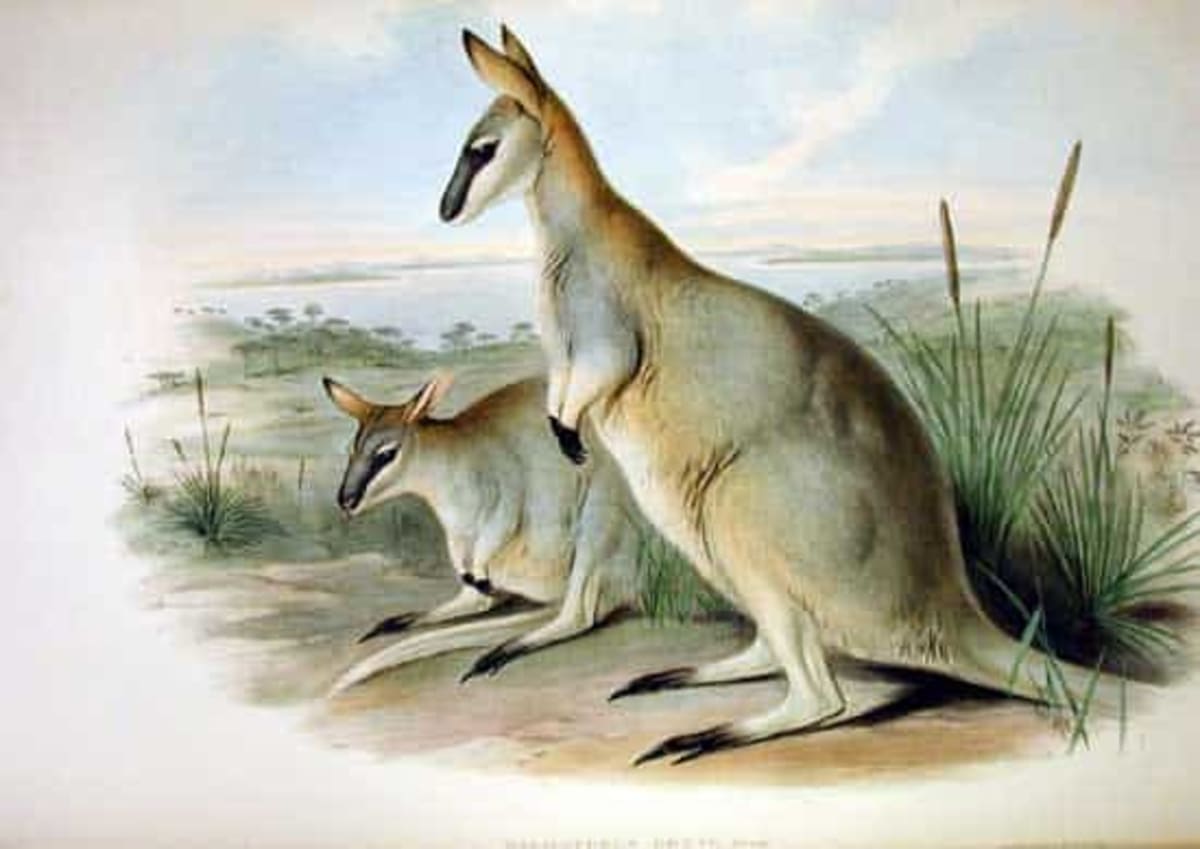 How One Wallaby's Extinction Saved Its Closest Cousin - Image 3