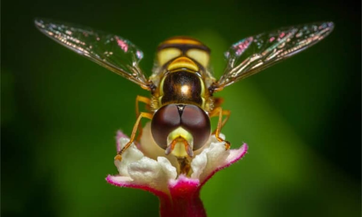 Scientists Name 'Frosty' Ancient Rhino Found in Arctic - Image 4
