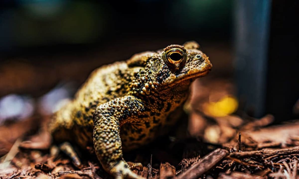 Texas Releases a Million Eggs to Save Endangered Toad - Image 2