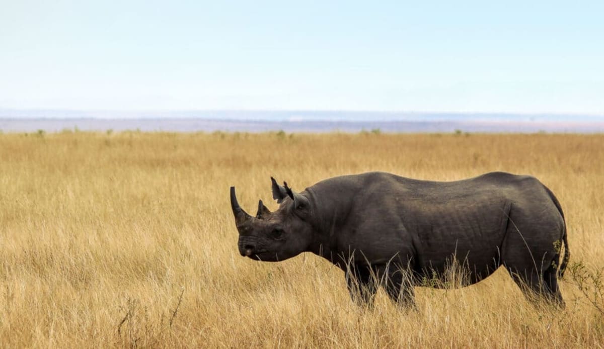 Two Rhino Species Recover From Near-Extinction - Image 3
