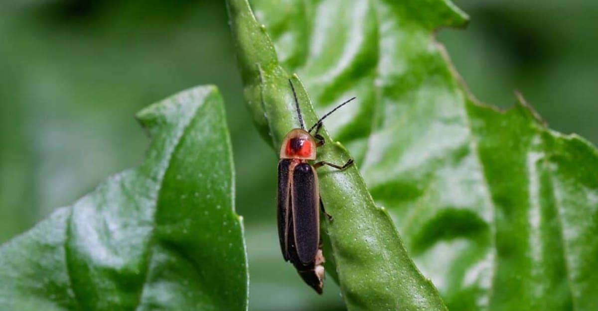 Your Smartphone Can Help Save 18 Endangered Firefly Species - Image 2