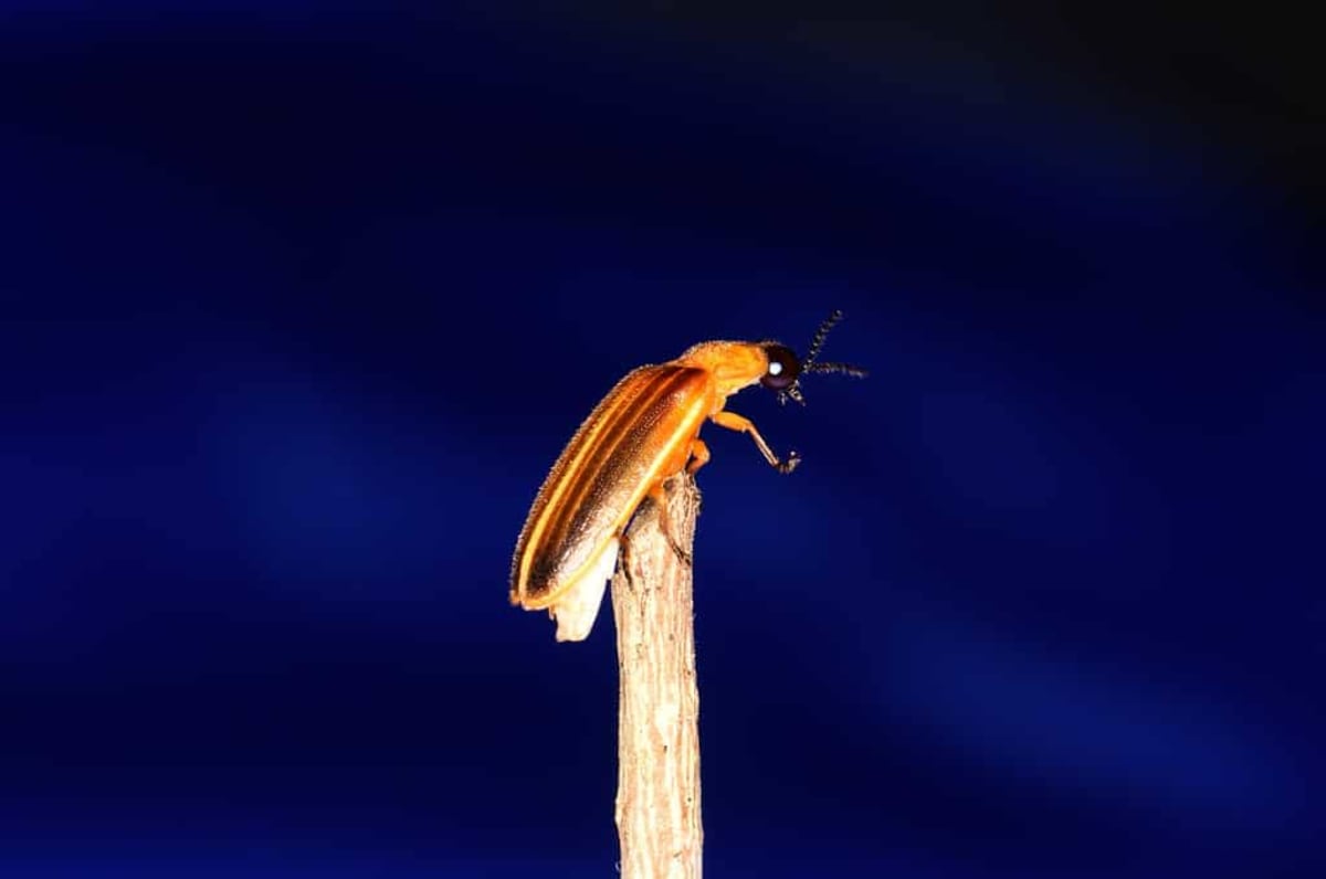 Your Smartphone Can Help Save 18 Endangered Firefly Species - Image 4