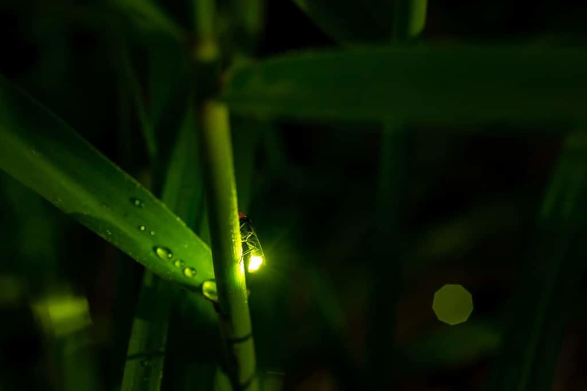 Your Smartphone Can Help Save 18 Endangered Firefly Species - Image 3