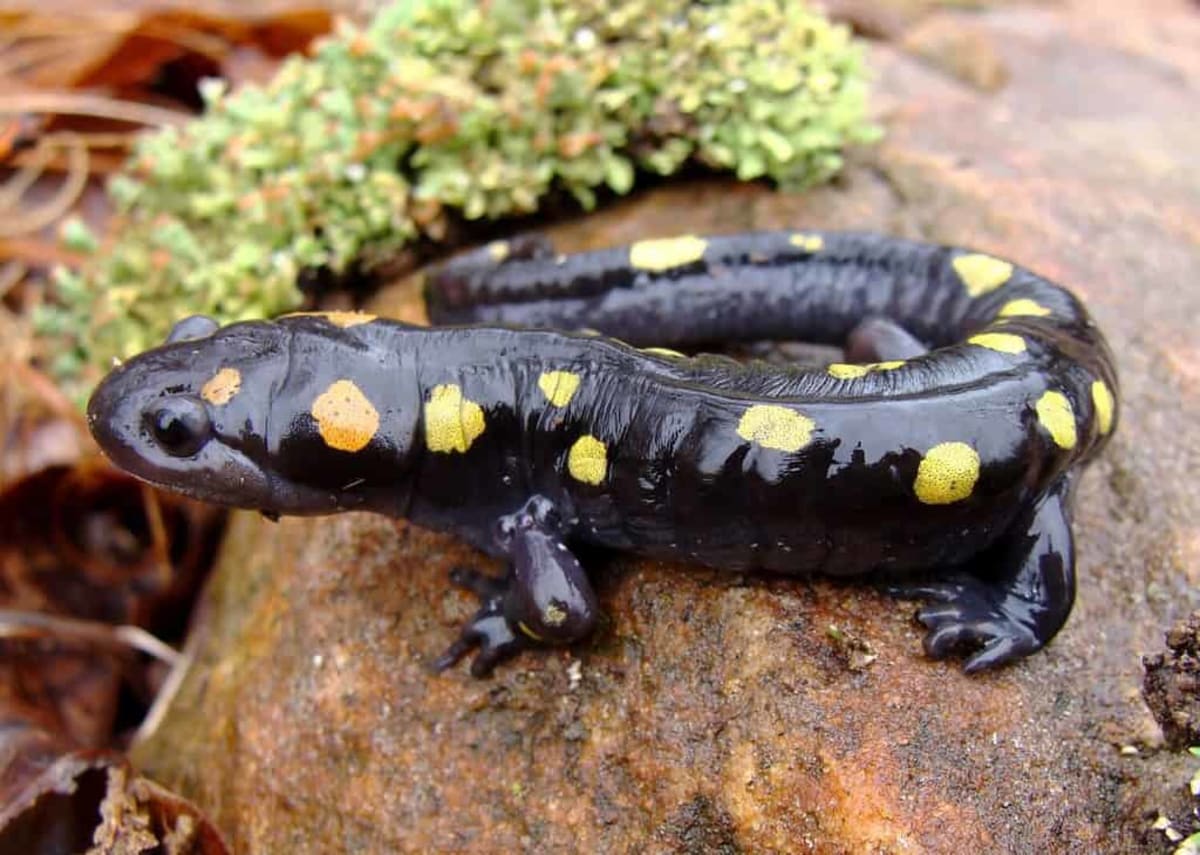 New York Volunteers Rescue 51,000 Amphibians from Roads - Image 3