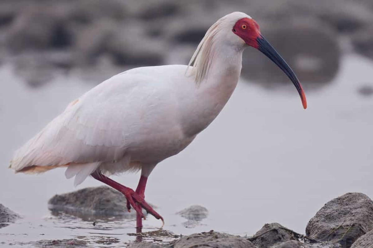 Japan Releases 8 Sacred Birds Once Extinct in the Wild - Image 2