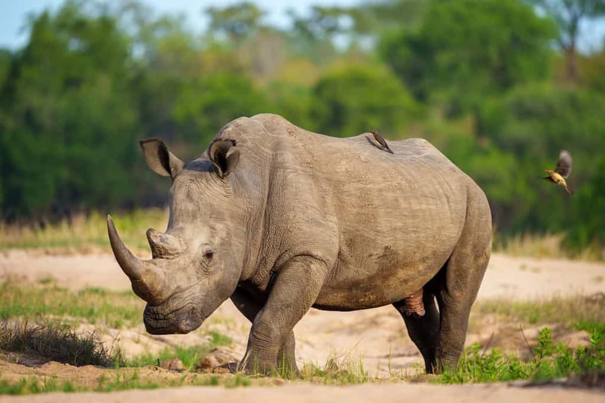 Two Rhino Species Recover From Near-Extinction - Image 2