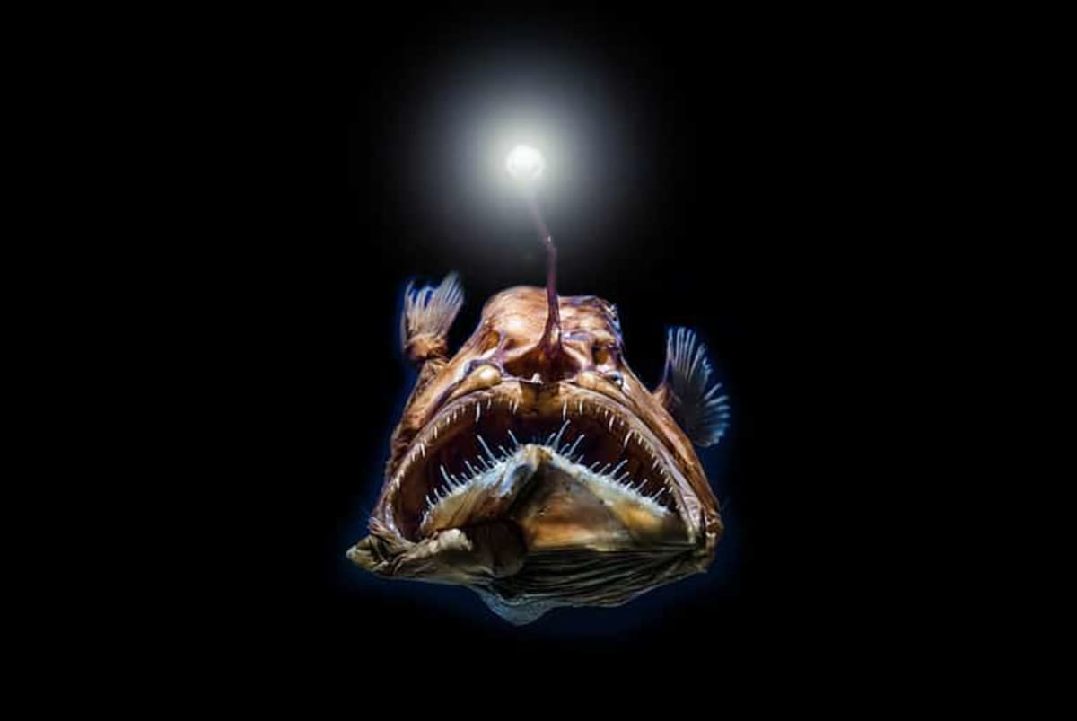 Hidden Teeth Rewrite 300-Million-Year Octopus History - Image 5