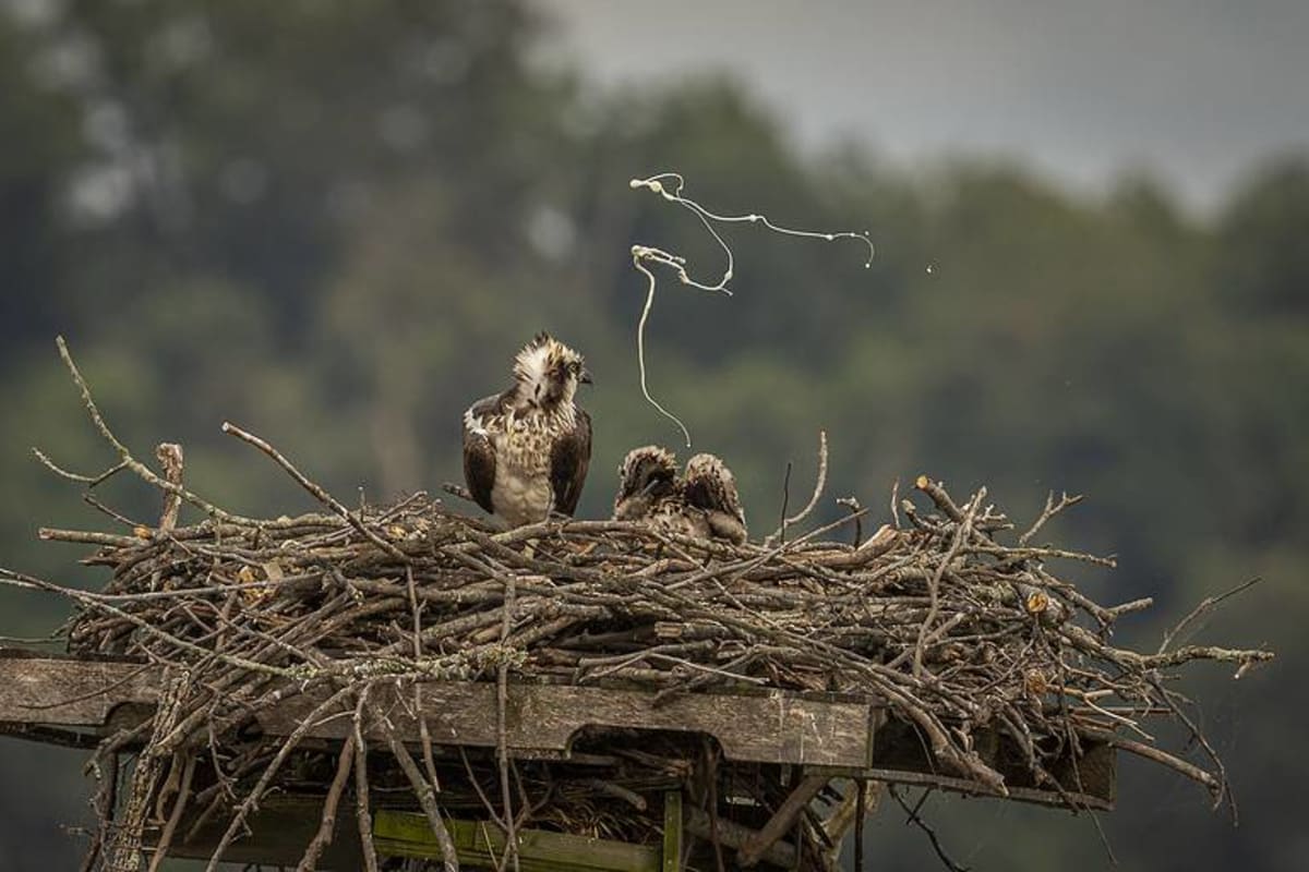 Baby Osprey Survives 55-Foot Fall in Hampton Bays - Image 4