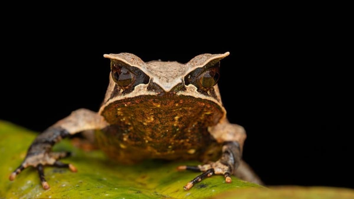 653 Endangered Frogs Released After California Wildfire - Image 4