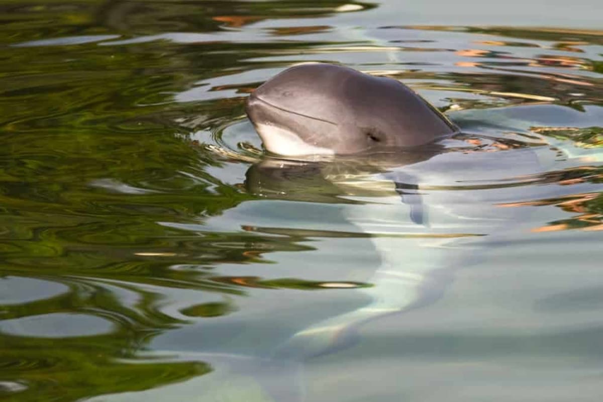 Scientists Create 3D Vaquita Skeleton to Save Rarest Porpoise - Image 2