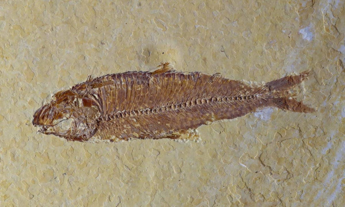 Ancient bony fish fossil Eosteus chongqingensis preserved in stone from 436 million years ago