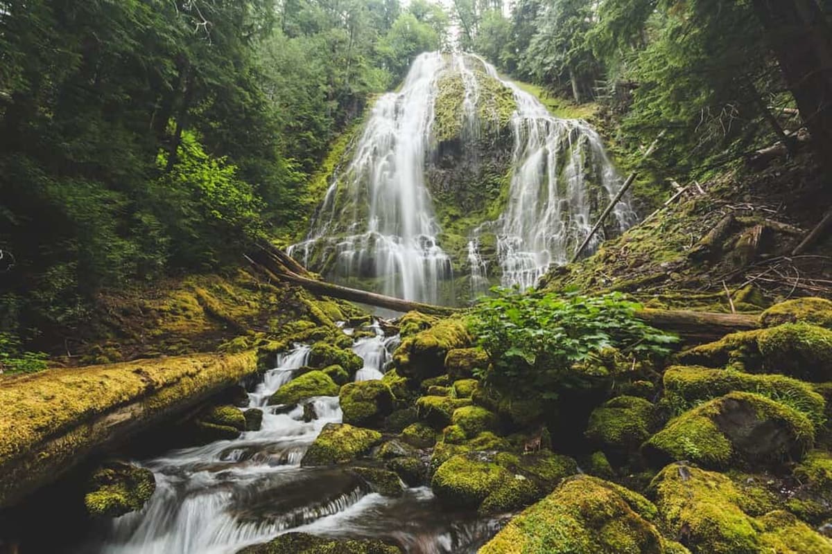 Oregon Raises Hotel Tax to Protect 321 At-Risk Species - Image 2