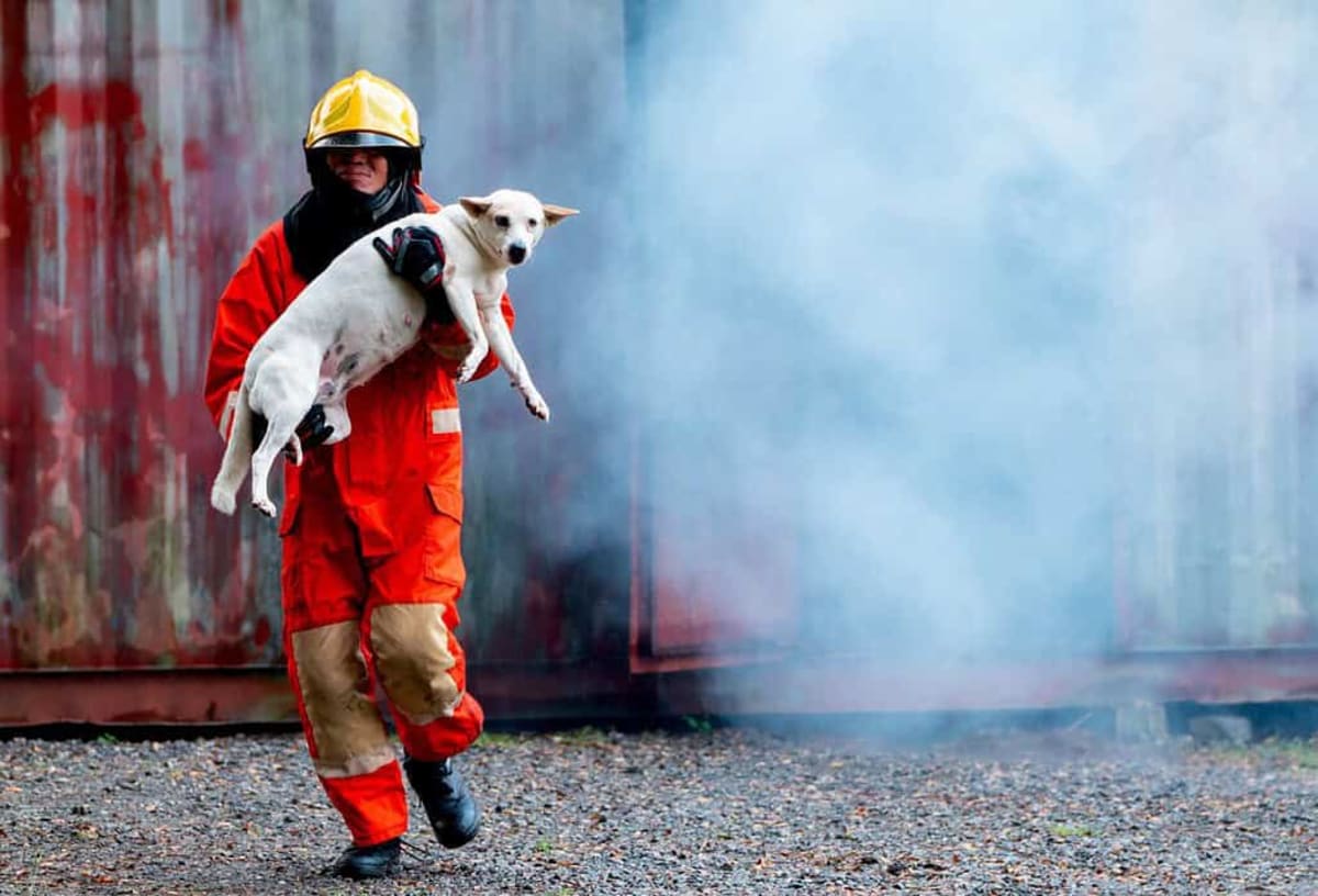 Firefighters Train to Save Pets During House Fires - Image 3
