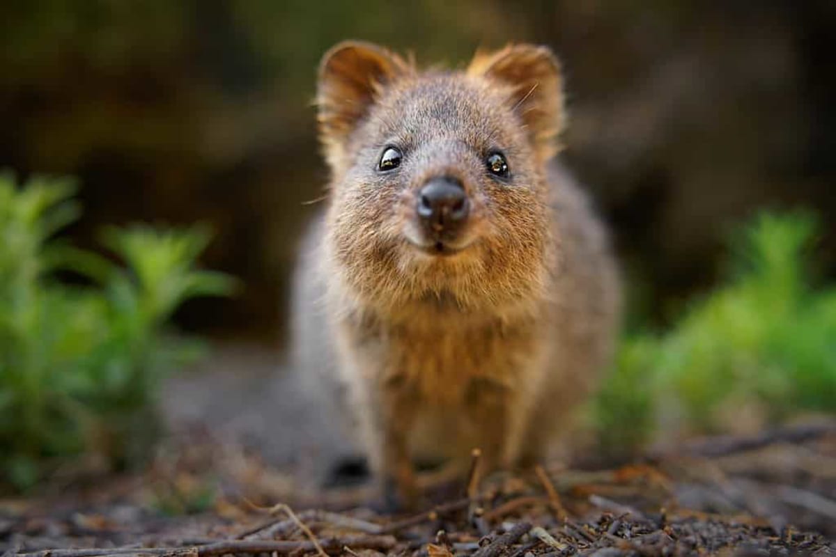 Scientists Use Poop DNA to Save World's Rarest Marsupial - Image 4