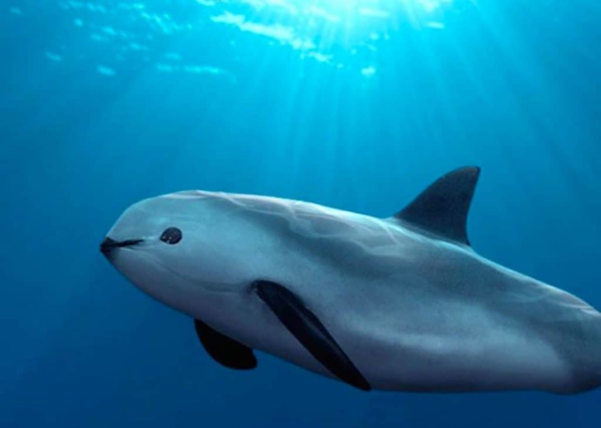 Scientists Create 3D Vaquita Skeleton to Save Rarest Porpoise