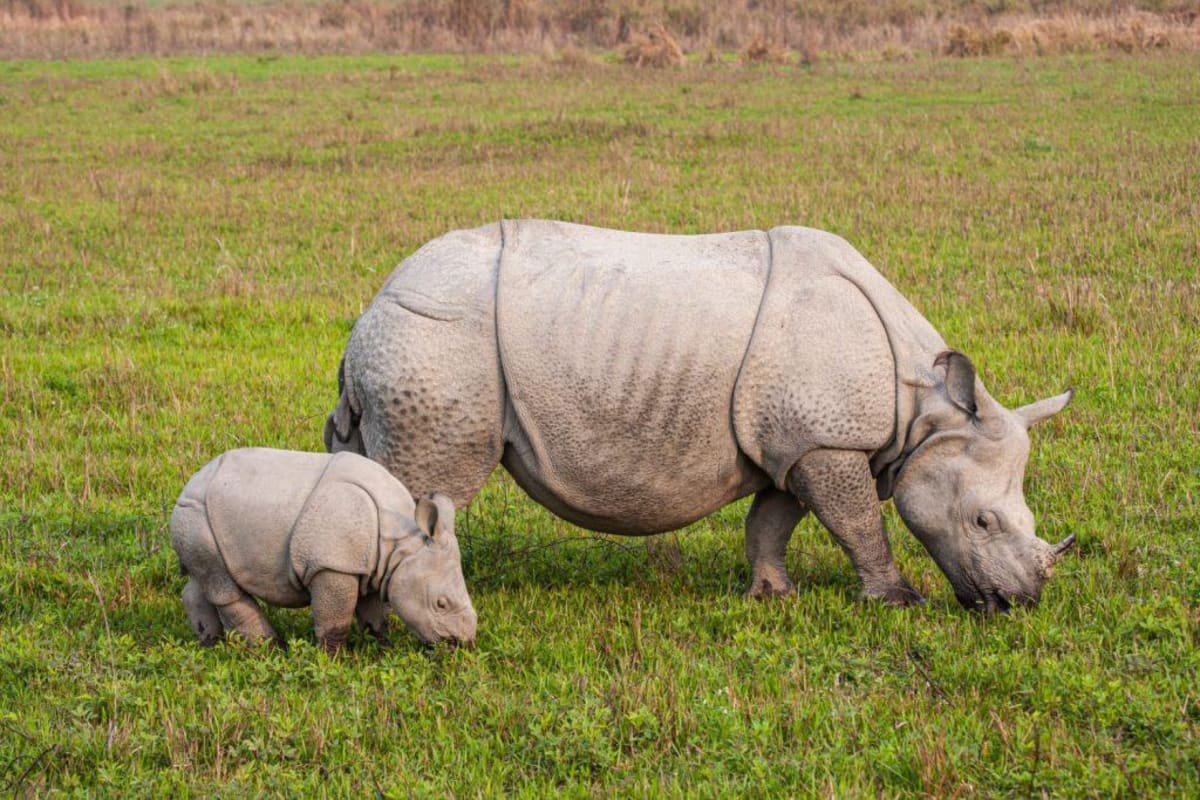 Two Rhino Species Recover From Near-Extinction - Image 4