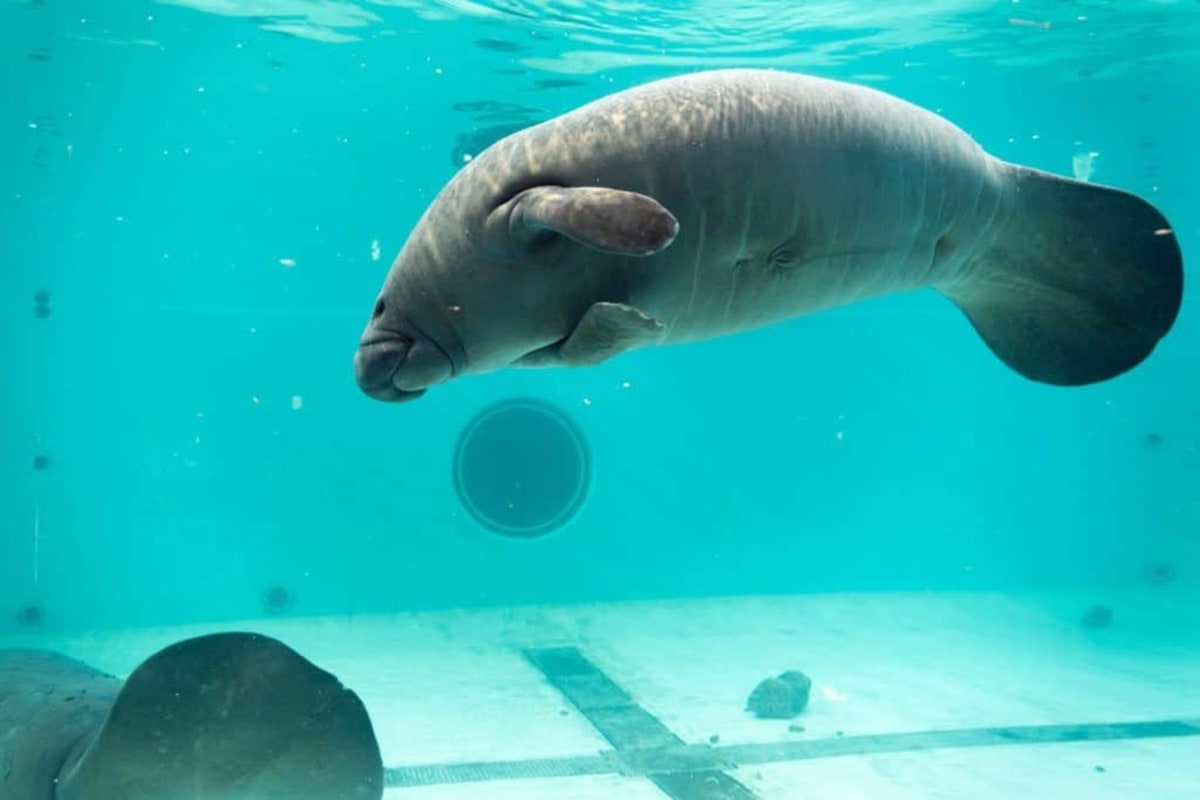 Melby the Manatee Freed From Florida Storm Drain - Image 2