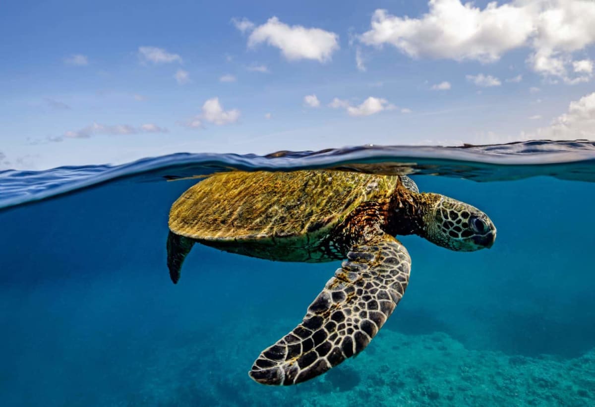 Green sea turtle swimming underwater in clear blue ocean water near coral reef