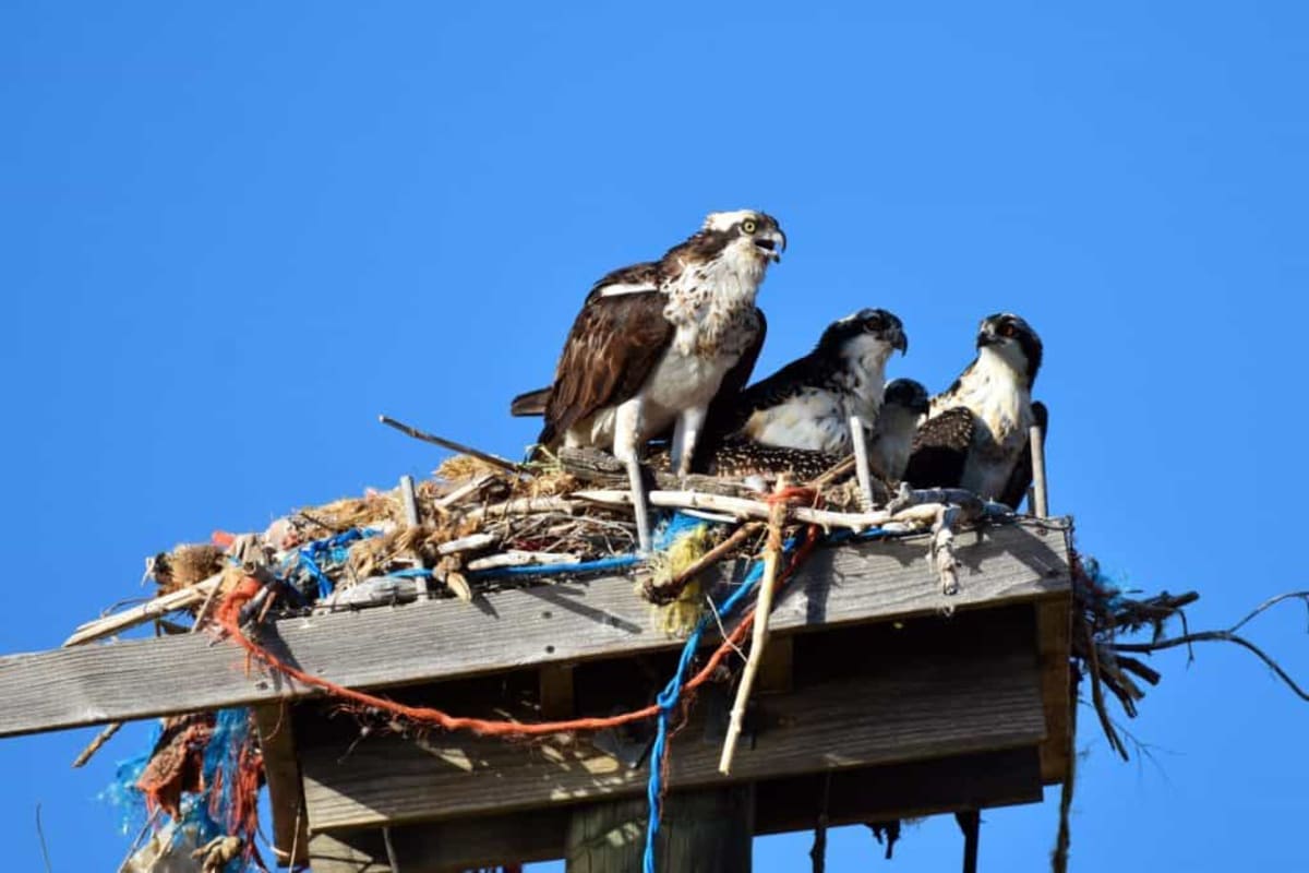 Baby Osprey Survives 55-Foot Fall in Hampton Bays - Image 2