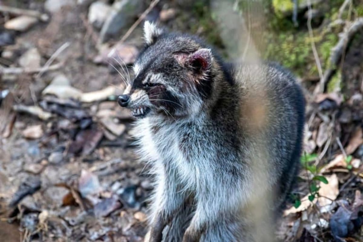 560-Million-Year-Old Animal Found in Arctic Sheep Field - Image 5
