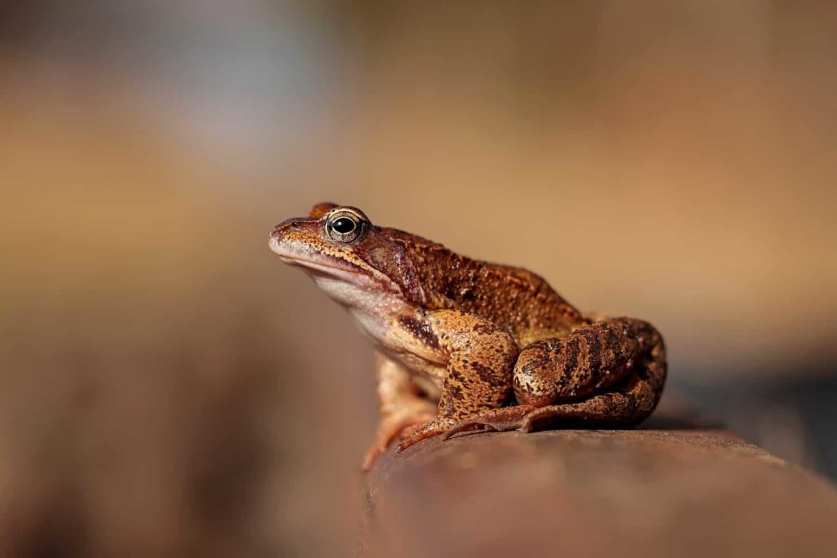 Volunteer in reflective gear holding spotted salamander with yellow dots during nighttime rescue mission